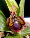 Ophrys speculum